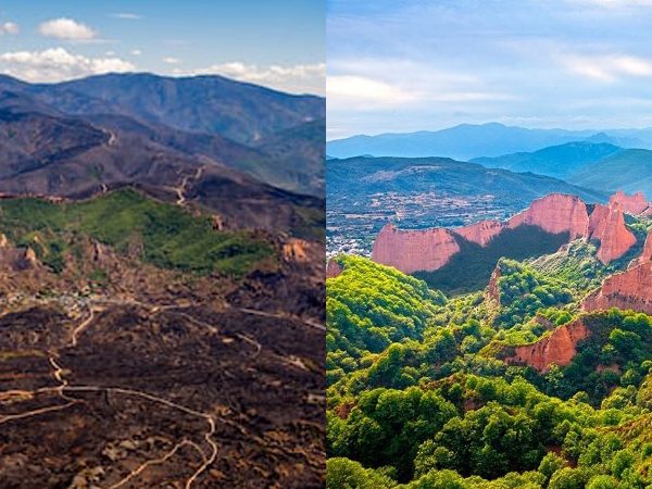 La protección sociolaboral como condición para la tutela ambiental: El trágico “olvido” de las nuevas leyes de agentes ambientales y bomberos forestales