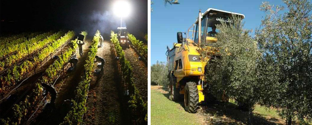 El trabajo de recolección de aceituna en el modelo de cultivo intensivo no podrá ser nocturna, para proteger a las aves migratorias