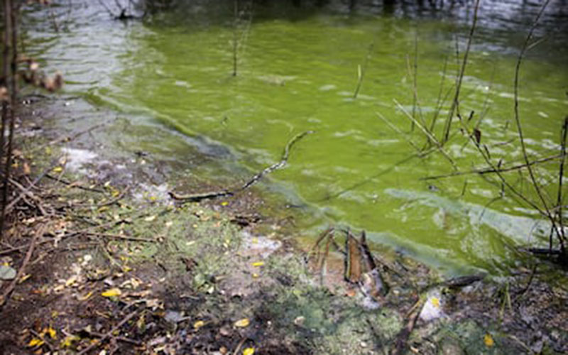 El Supremo confirma que la contaminación por “macrogranjas” vulnera derechos fundamentales de las personas y exige su reparación en serio