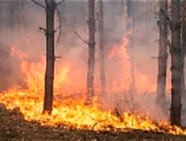 Nuevas garantías de renta social para afrontar las necesidades derivadas de la emergencia climática subyacente a los incendios