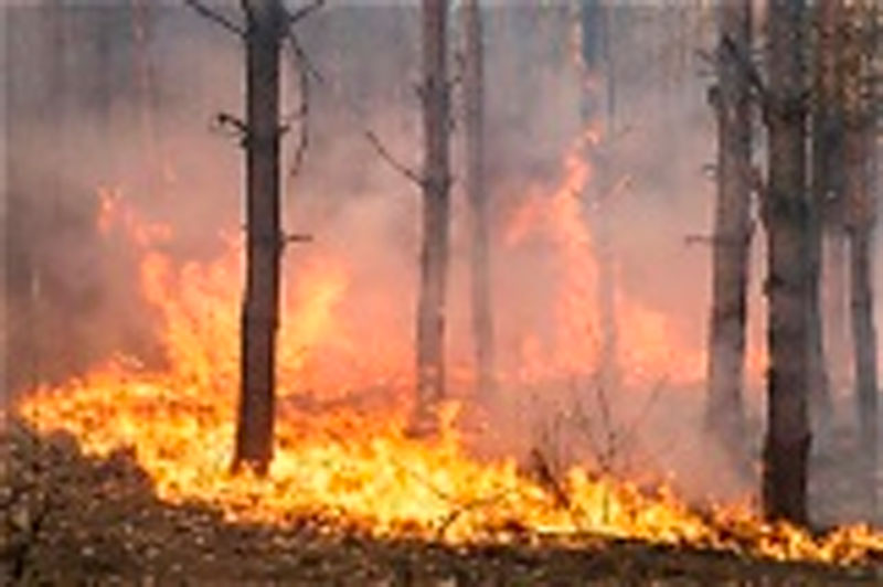 Nuevas garantías de renta social para afrontar las necesidades derivadas de la emergencia climática subyacente a los incendios